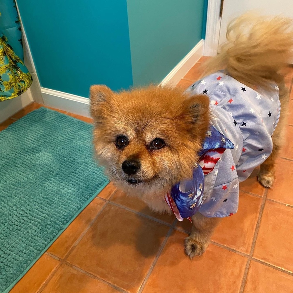 Dog Patriotic Star Dress